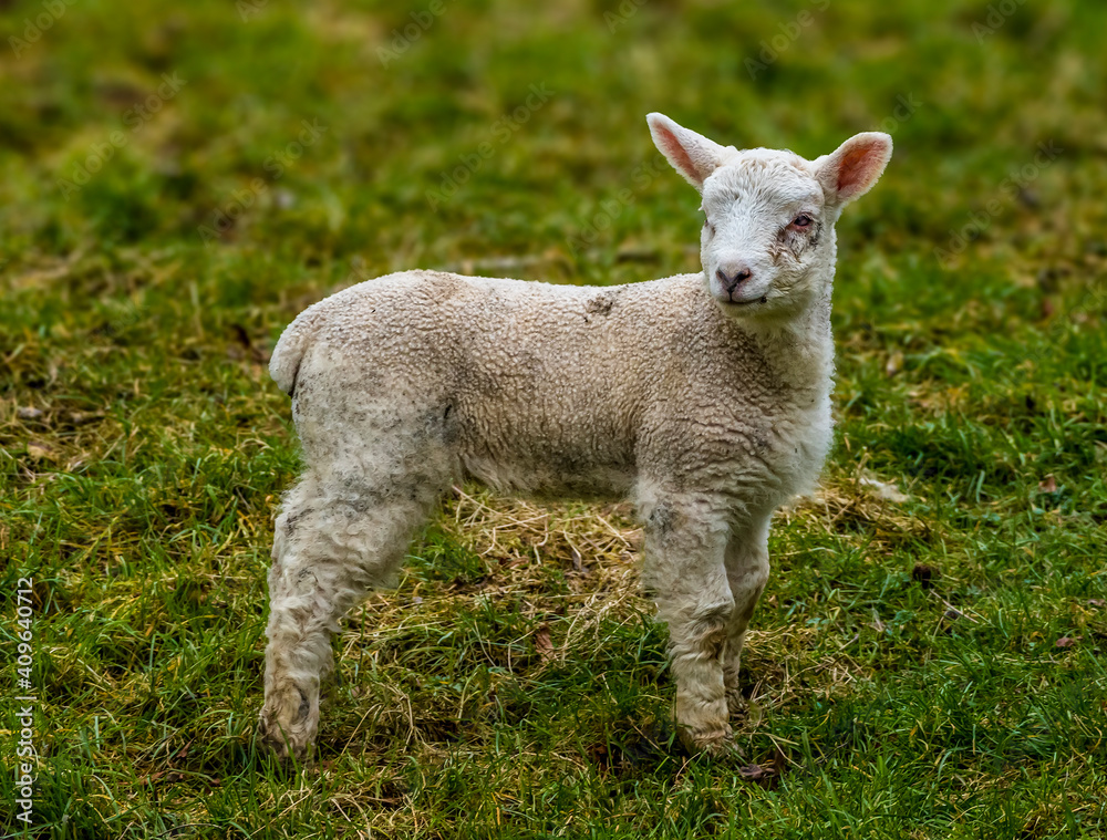 A lamb watchful in a field near Market Harborough, UK in springtime A lamb watchful in a field near Market Harborough, UK in springtime