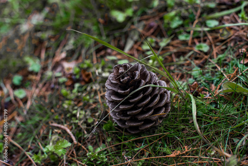 pine cone on the ground