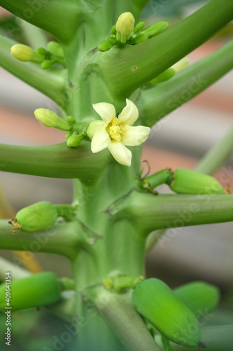 Indonesia Bali - Ubud Blooming Papaya tree with fruits