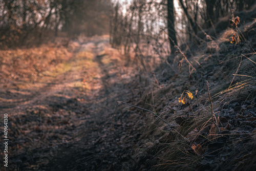 Morning nature in sunlight and dew