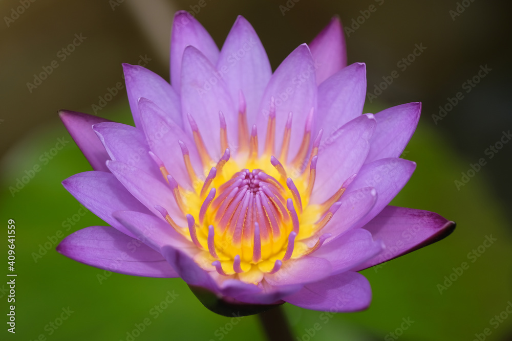 Indonesia Bali - Ubud - Pink Water lily Indonesia Bali - Ubud - Pink Water lily