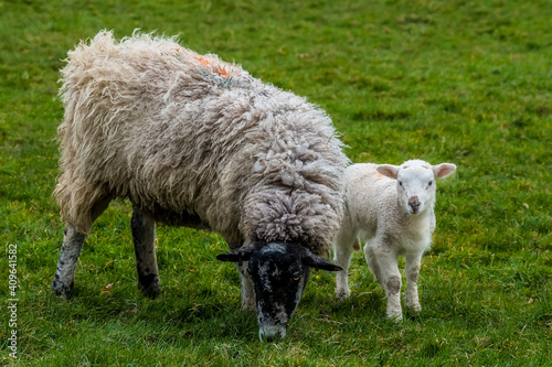 A baby lamb peers sheepishly around her mother in a field near Market Harborough, UK in springtime