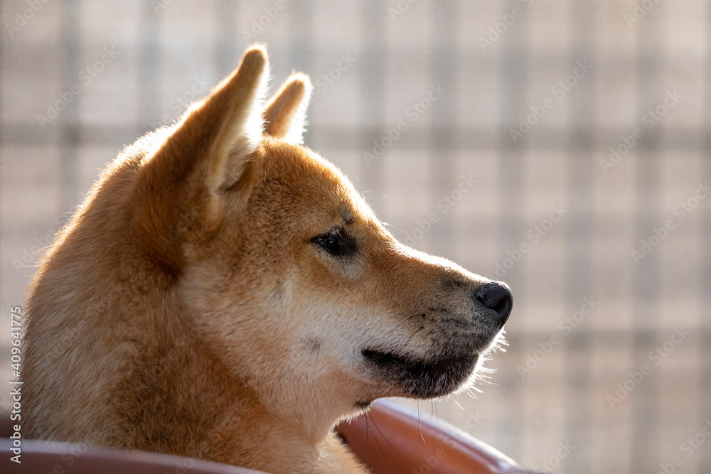 japanese of a shiba dog