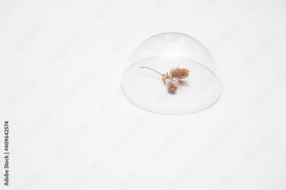Obraz premium wild flower thistle under a glass dome on a white background