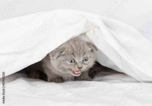 Meowing kitten sits under warm blanket on a bed at home