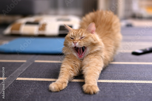 伸びをする猫（マンチカン）