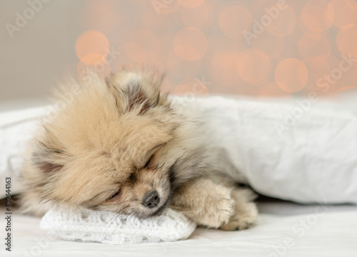 Cozy Pomeranian spitz puppy sleeps under white warm blanket on a bed at home. Empty space for text