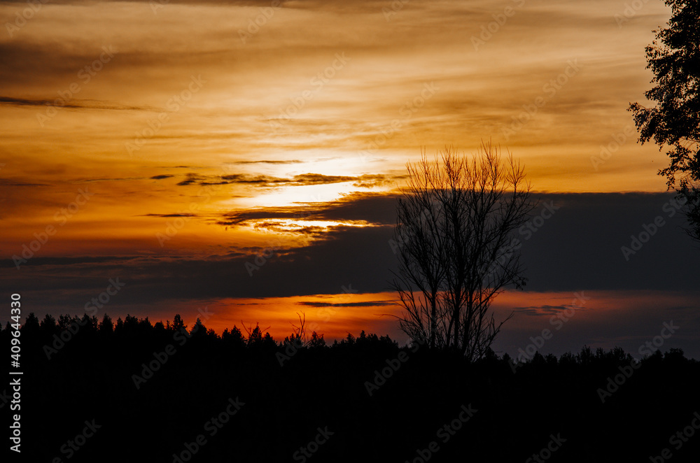 Summer sunset in a blooming field. Silhouettes of bushes and trees. Landscape of Russia