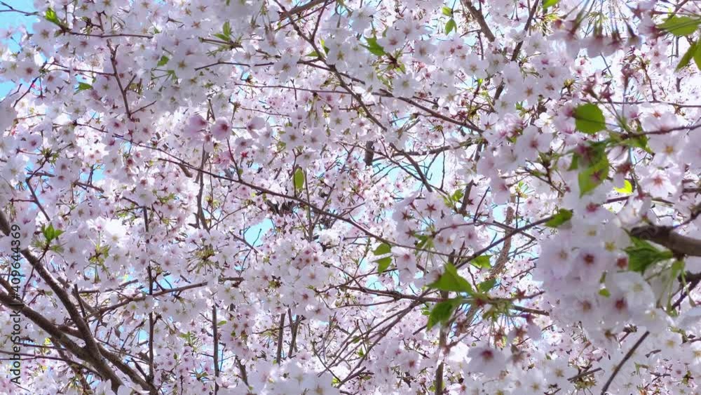 画面いっぱいの満開の桜の花 風に揺れる ソメイヨシノ 春 日本 画面いっぱいの満開の桜の花 風に揺れる ソメイヨシノ 春 日本