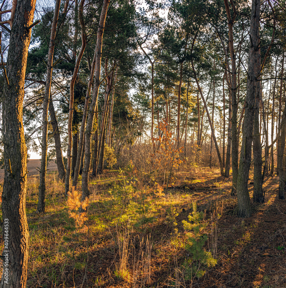 Obraz premium Spring landscape