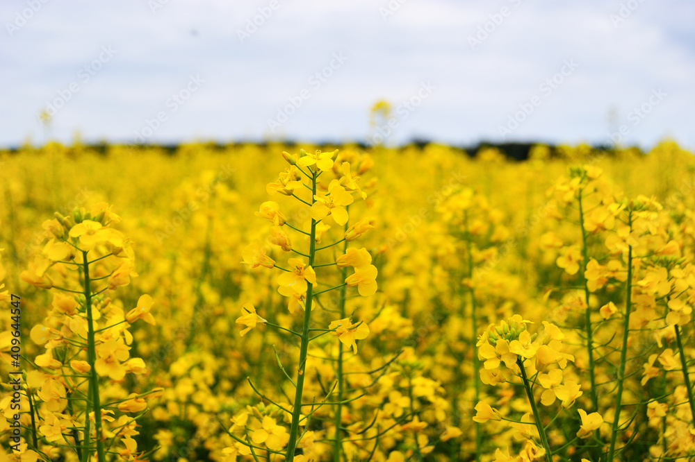 Yellow small flowers Yellow small flowers