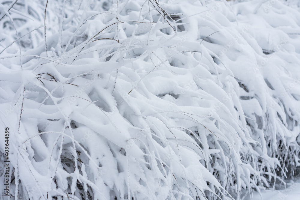 The bushes are covered with a huge amount of white snow. The bushes are covered with a huge amount of white snow.