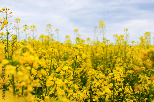 Yellow small flowers © julieta