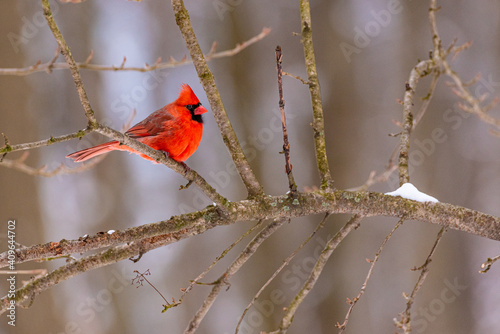 Wallpaper Mural Red northern cardinal bird perched on bare tree branch with snow in winter