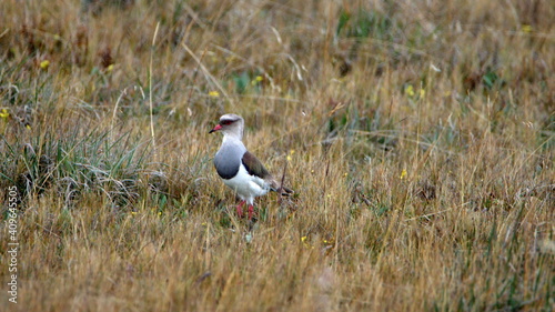 Andean lapwing (Vanellus resplendens) in a field in the high altitude Antisana Ecological reserve photo