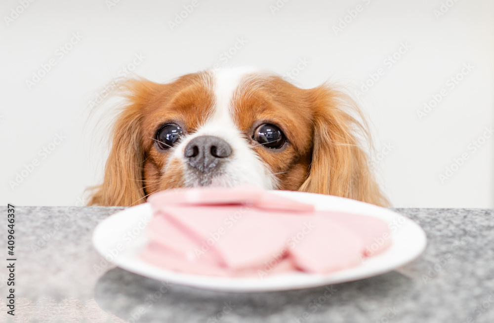 King Charles Spaniel dog tries to steal food from the kitchen table