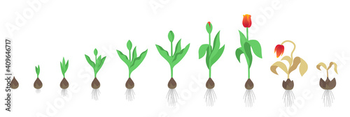Tulip flower plant. Tulipa gesneriana. Growth stages. Growing period steps. Harvest animation progression. Fertilization phase. Cycle of life. Vector infographic set. photo