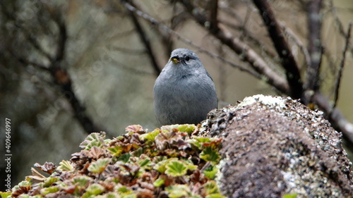 Plumbeous sierra finch (Phrygilus unicolor) in the moss in the high altitude Antisana Ecological Reserve, Ecuador photo