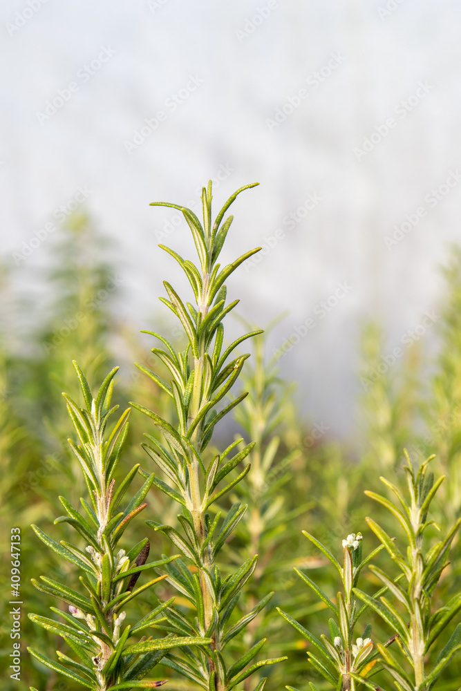 Barbeque rosemary (Rosmarinus officinalis 'Barbeque') herb plant Barbeque rosemary (Rosmarinus officinalis 'Barbeque') herb plant