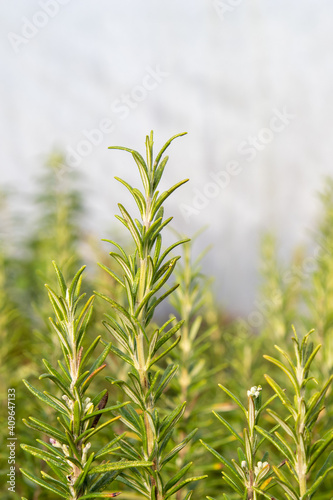 Barbeque rosemary (Rosmarinus officinalis 'Barbeque') herb plant 