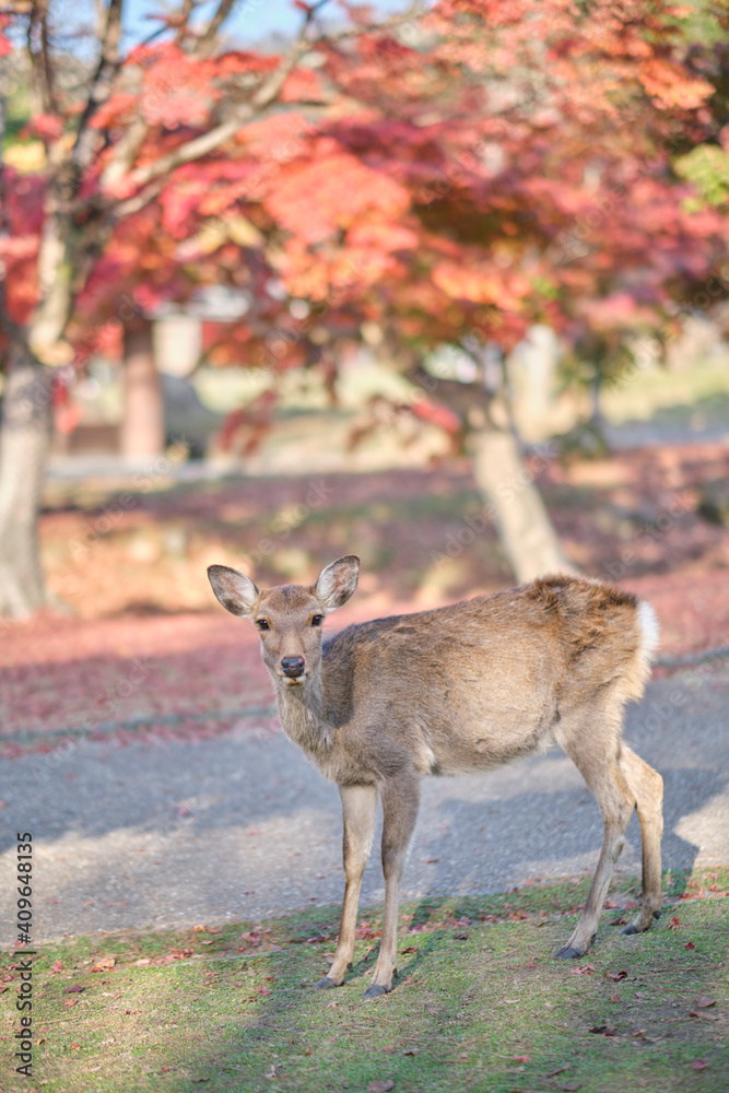 Fototapeta premium Nara Park in Autumn in Japan