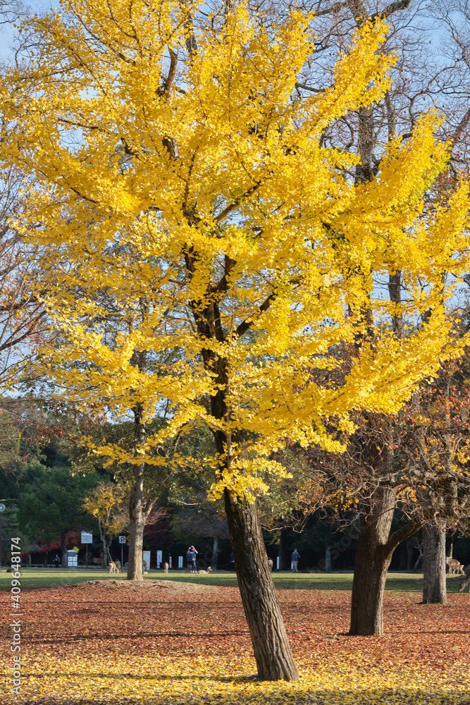 Naklejka premium Nara Park in Autumn in Japan
