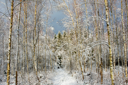 Wallpaper Mural snow covered trees Torontodigital.ca
