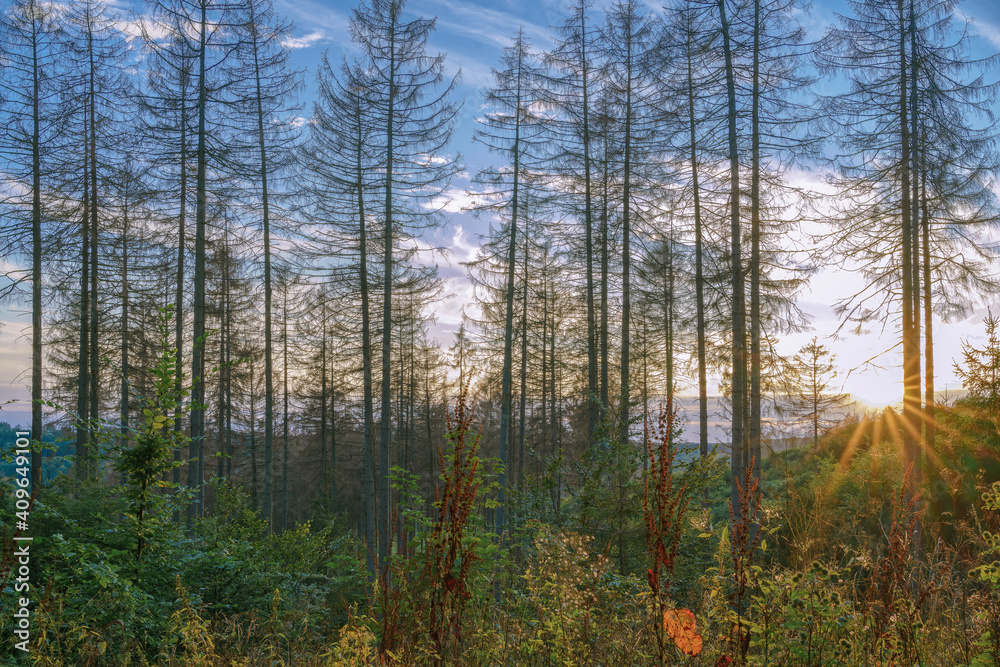 A golden summer sunset between tall bare trees in a valley