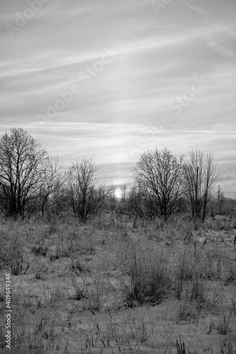 Winter Field in snow (Black and White) 