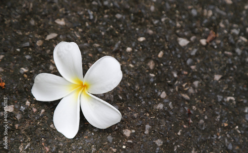 A white plumeria flower on dark floor.