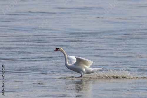 landing of a tuber swan on the Rhone River  France