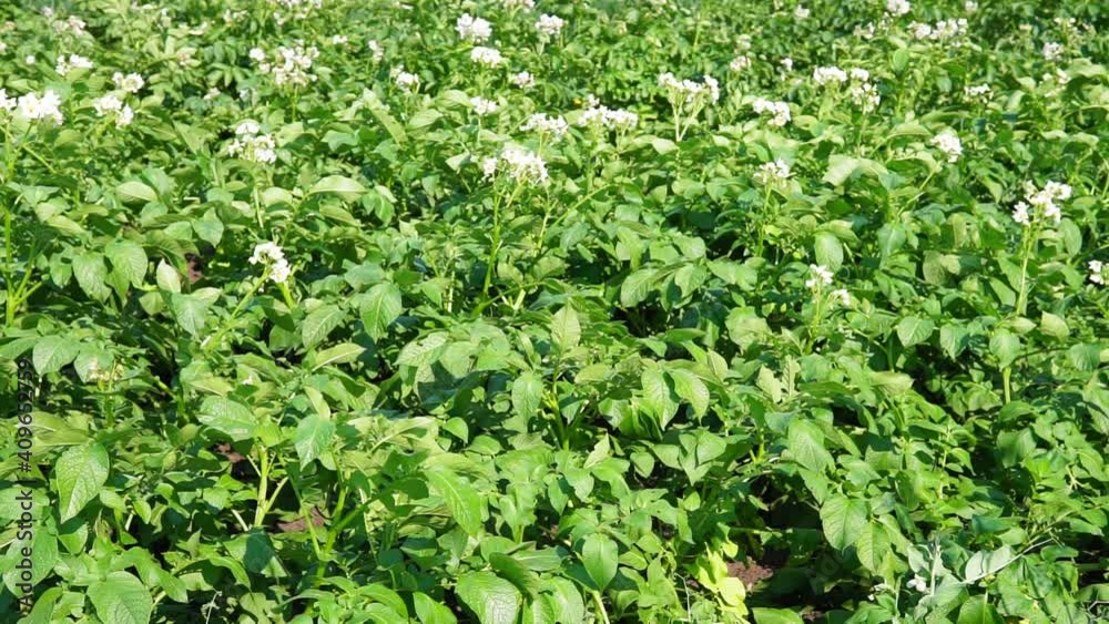 Green field of potatoes. the cultivation of potatoes, blooming static video. Green field of potatoes. the cultivation of potatoes, blooming static video.