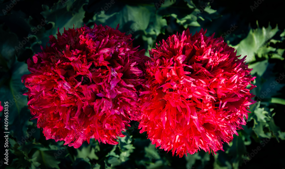 two pompom, shades and flowers two pompom, shades and flowers