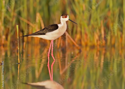 black-winged stilt in morning light..The identifications signs of the bird and the structure of the feathers are clearly visible.