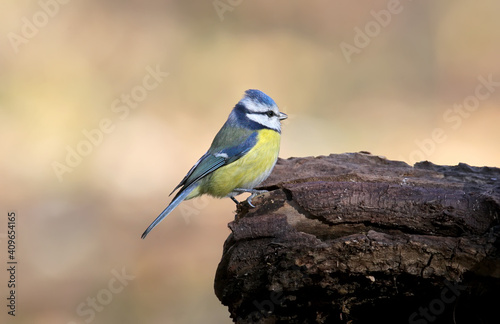 Blue tit posing close up.The identifications signs of the bird and the structure of the feathers are clearly visible.