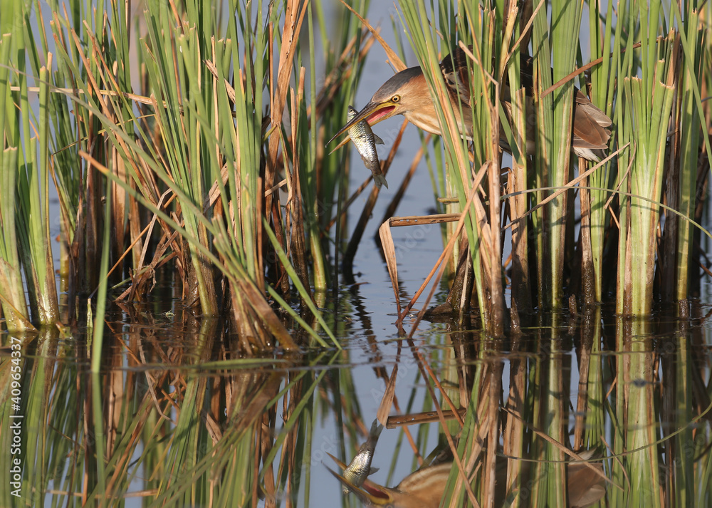 Obraz premium Portrait female little bittern with fish in beak
