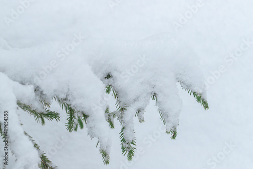 Frozen branch of spruce and light background
