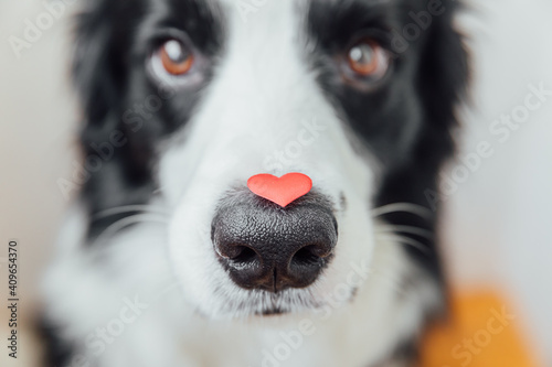 St. Valentine's Day concept. Funny portrait cute puppy dog border collie holding red heart on nose on white background. Lovely dog in love on valentines day gives gift