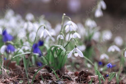 First snowdrops in the forest.