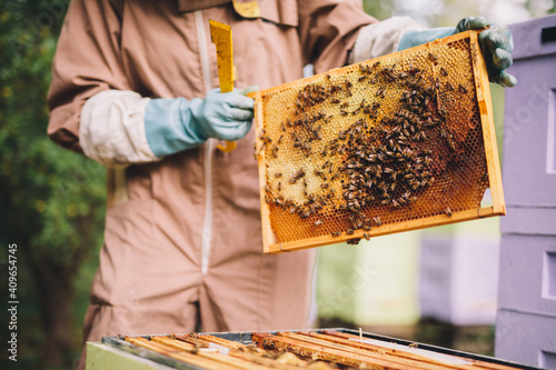 Beekeeper with honeycomb brood frame and honey bees
