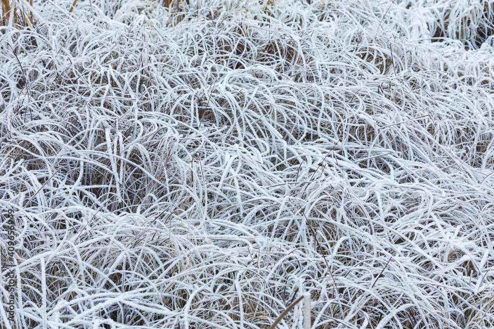 Frost hay close-up in winter nature Frost hay close-up in winter nature