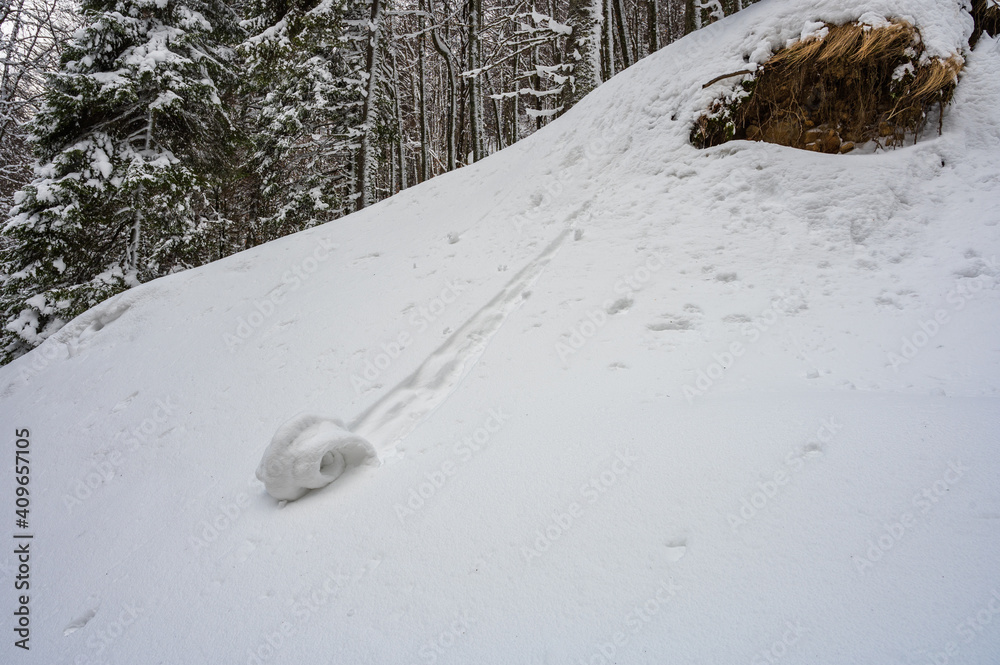 Mini avalanche initiated by snow falling from trees