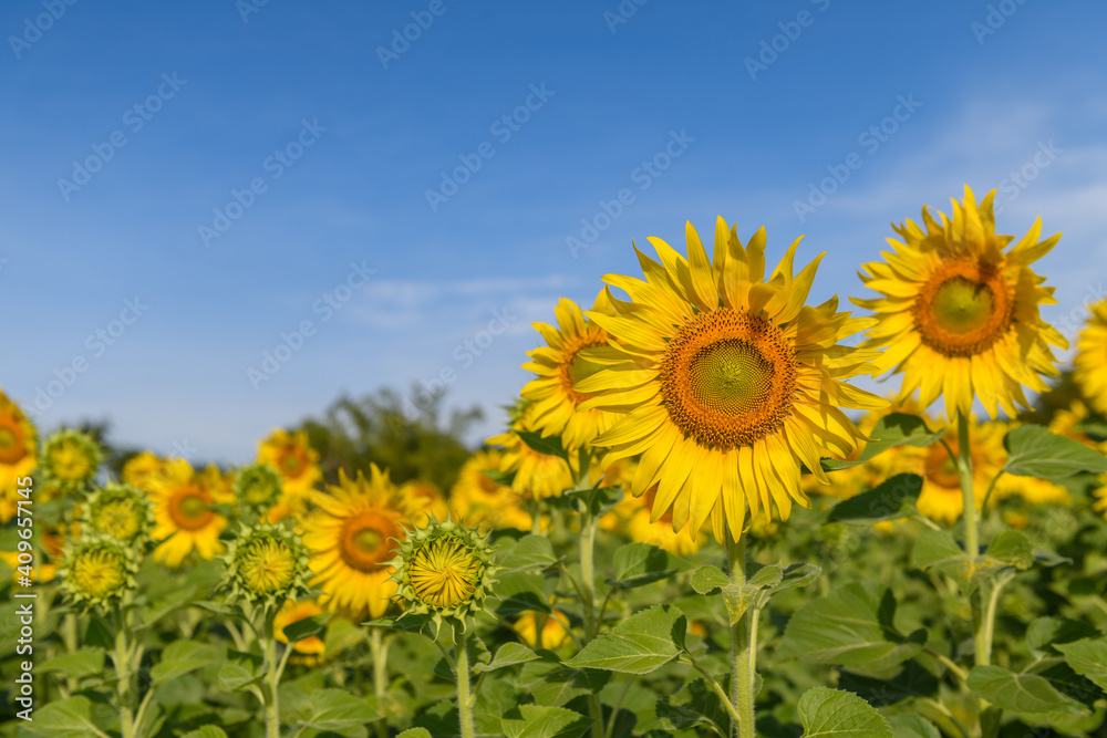 Beautiful sunflower  field on summer with blue sky