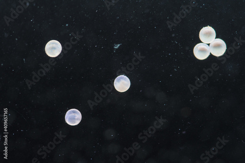 Schilderij op canvas 熱帯魚・アクアリウム　コリドラスの卵