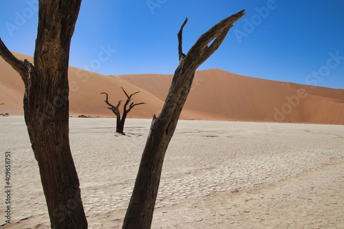Deadvlei - Sossusvlei  Namibia  Africa