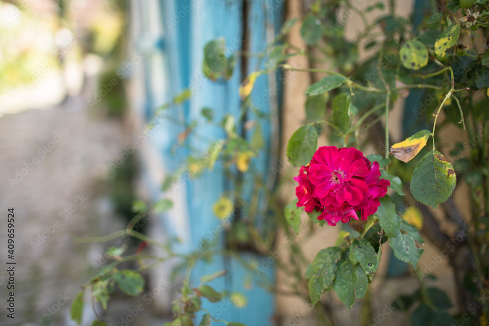 Gerberoy and pink roses. Old village in France, half-timbered houses, known for roses, listed in the plus beaux villages de France (Most beautiful French villages). Gerberoy, Oise, France. Gerberoy and pink roses. Old village in France, half-timbered houses, known for roses, listed in the plus beaux villages de France (Most beautiful French villages). Gerberoy, Oise, France.