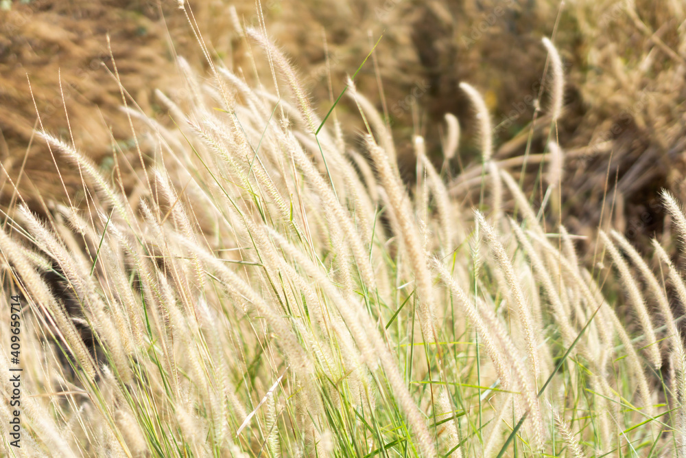 Natal grass,ruby grass with natural background,morning time,soft and clear style,flowing with wind