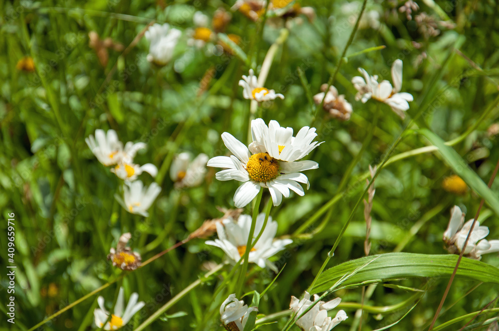 white daisies in the grass white daisies in the grass