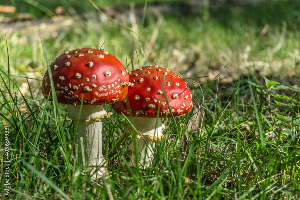 Amanita muscaria,mushroom,agaric Amanita muscaria,mushroom,agaric