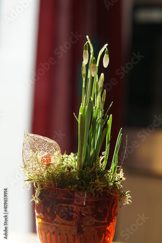 the first heralds of spring snowdrops in close-up